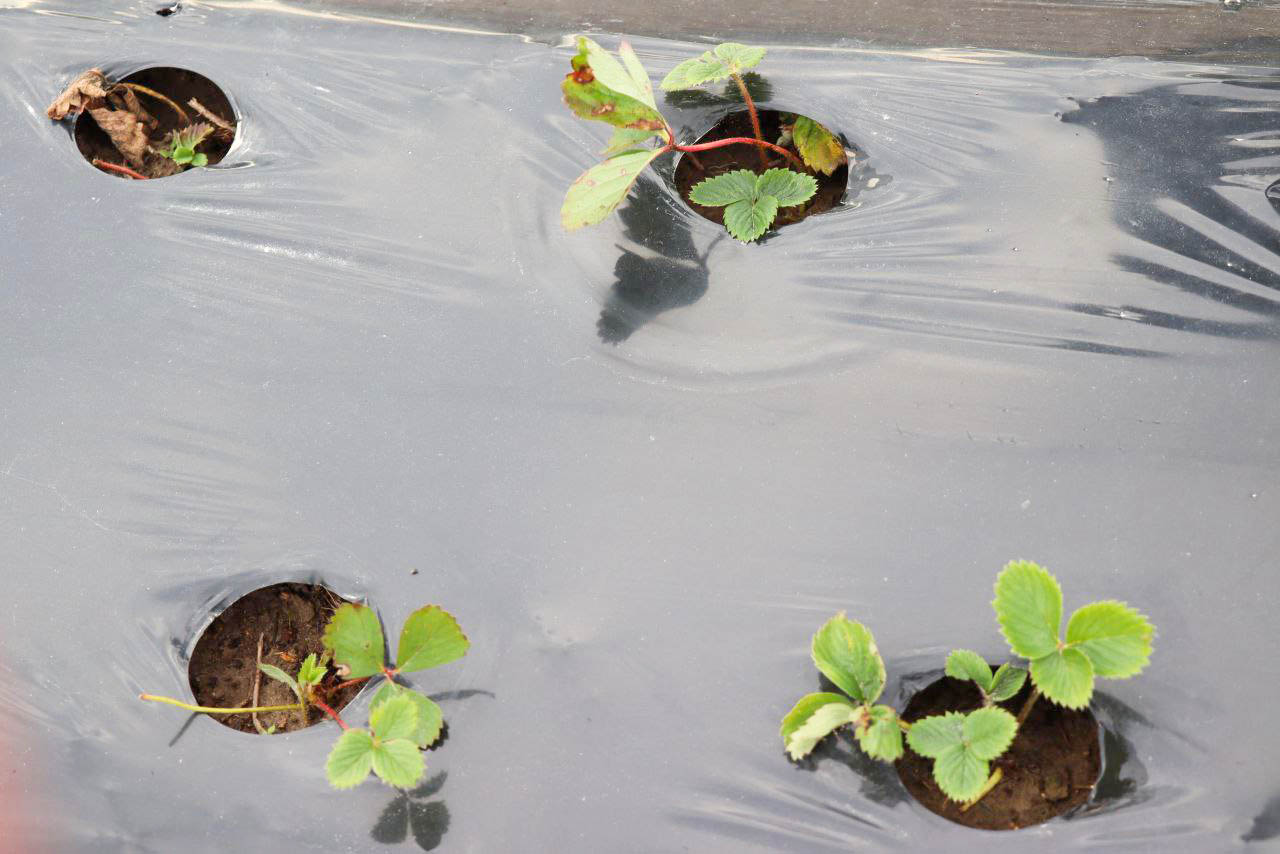 Как посадить клубнику и получить высокий урожай? Агроном-садовод из Пинского района дала советы