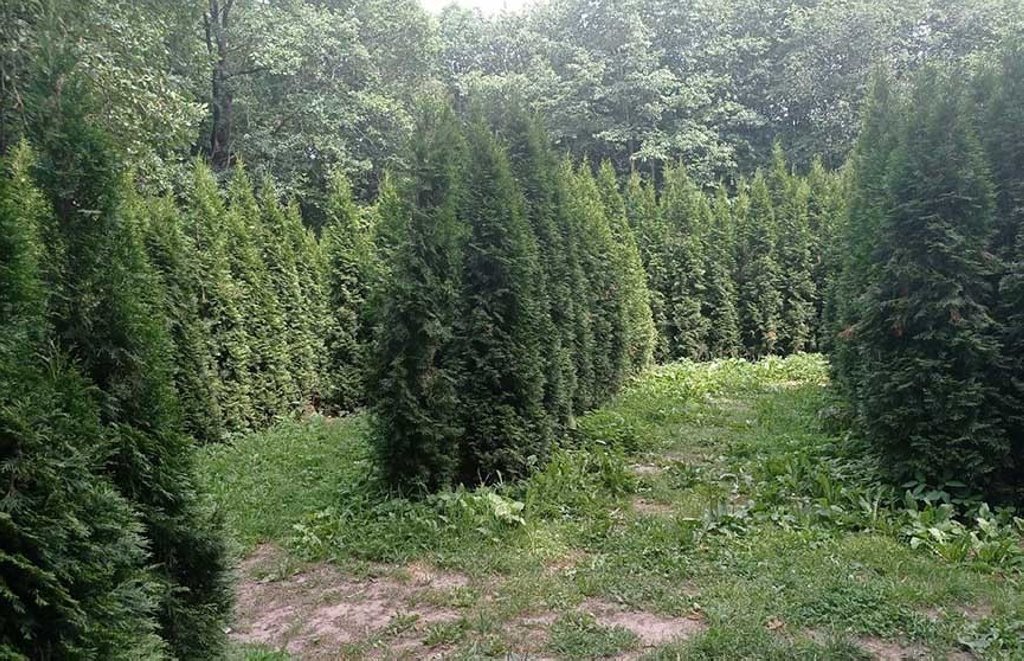 Под Лидой растет уникальный «живой» лабиринт