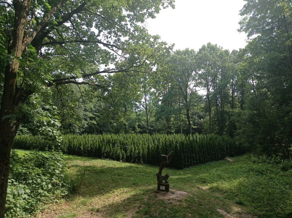 Под Лидой растет уникальный «живой» лабиринт