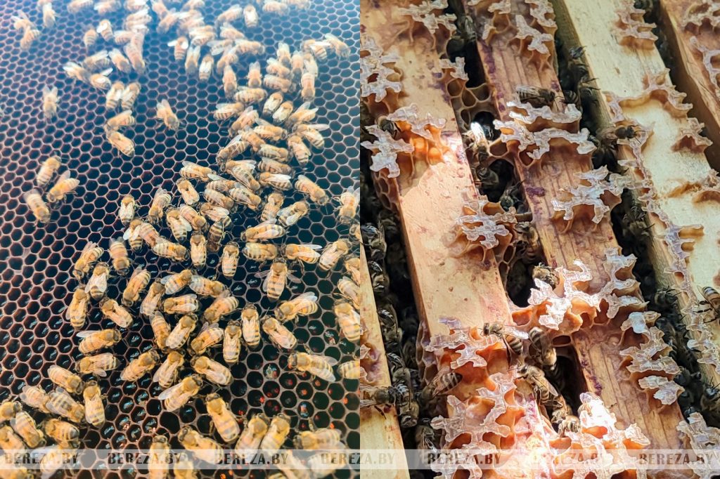 Как добывают жидкое золото природы, рассказал пчеловод из Брестской области