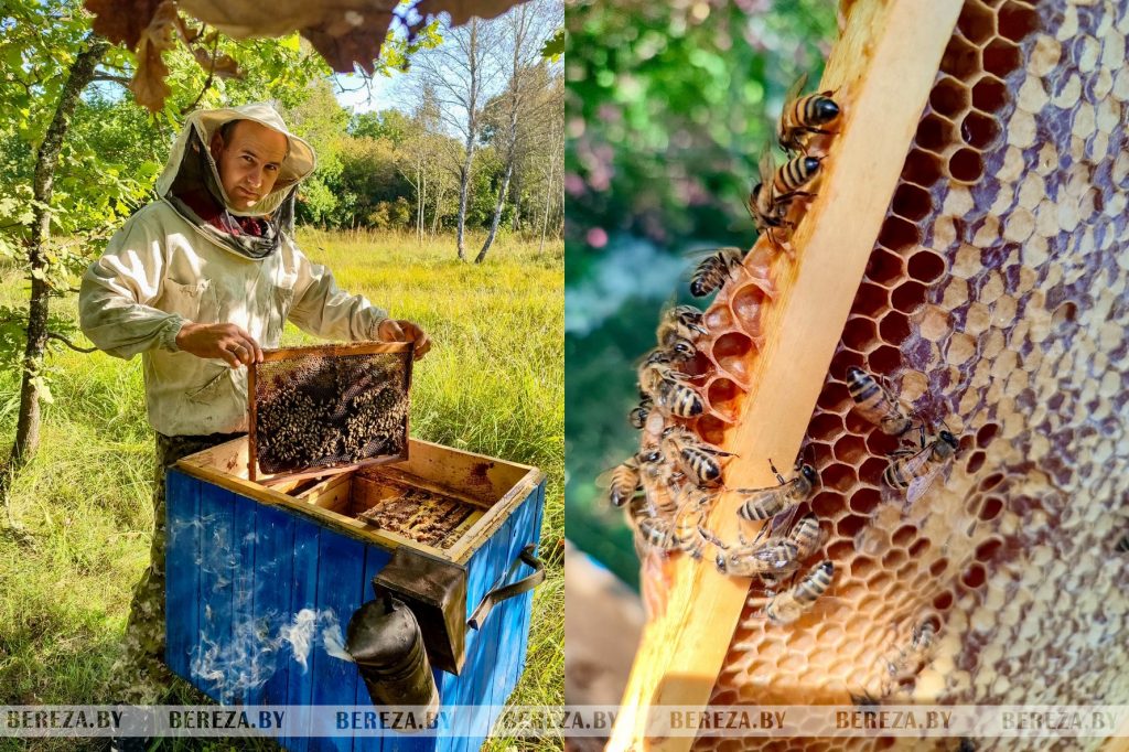 Как добывают жидкое золото природы, рассказал пчеловод из Брестской области