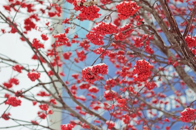 Кто имеет право собирать урожай с деревьев, которые растут у подъезда?