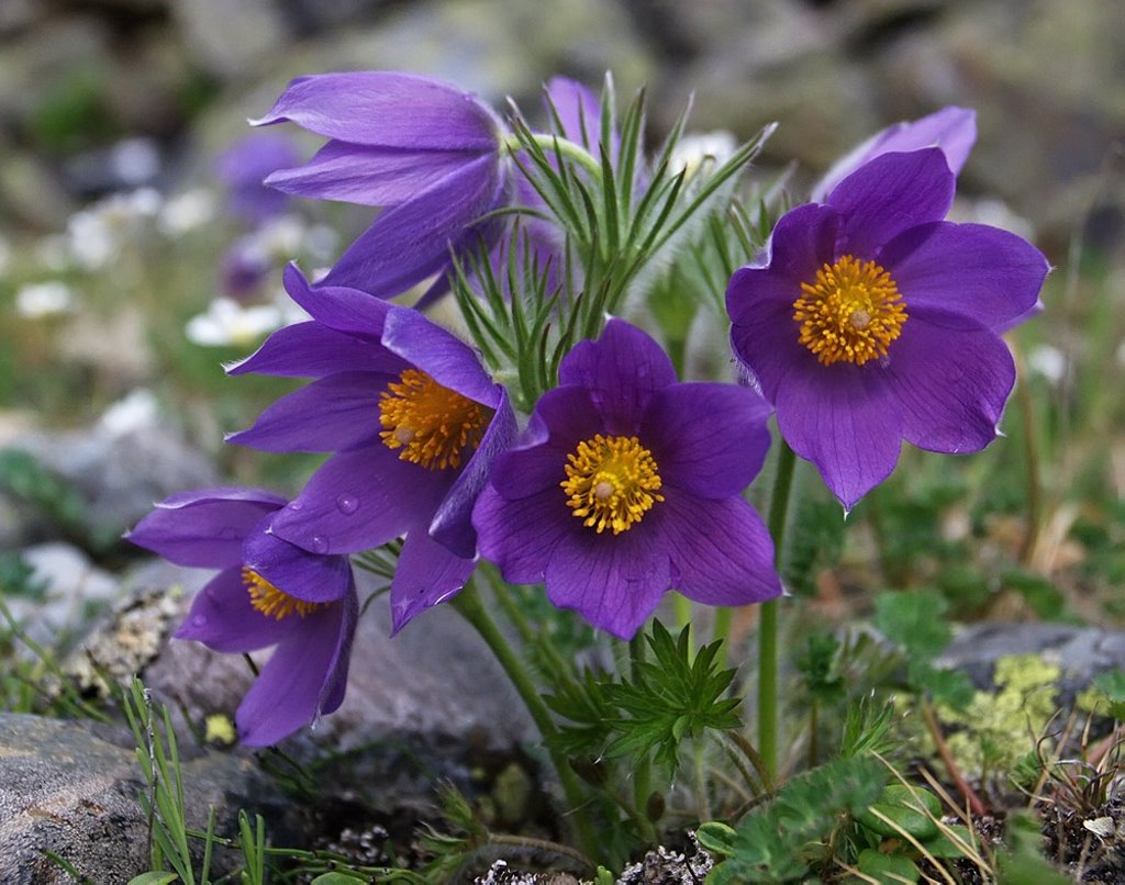 В Беларуси определили растение 2024 года. Им стал прострел раскрытый, или сон-трава