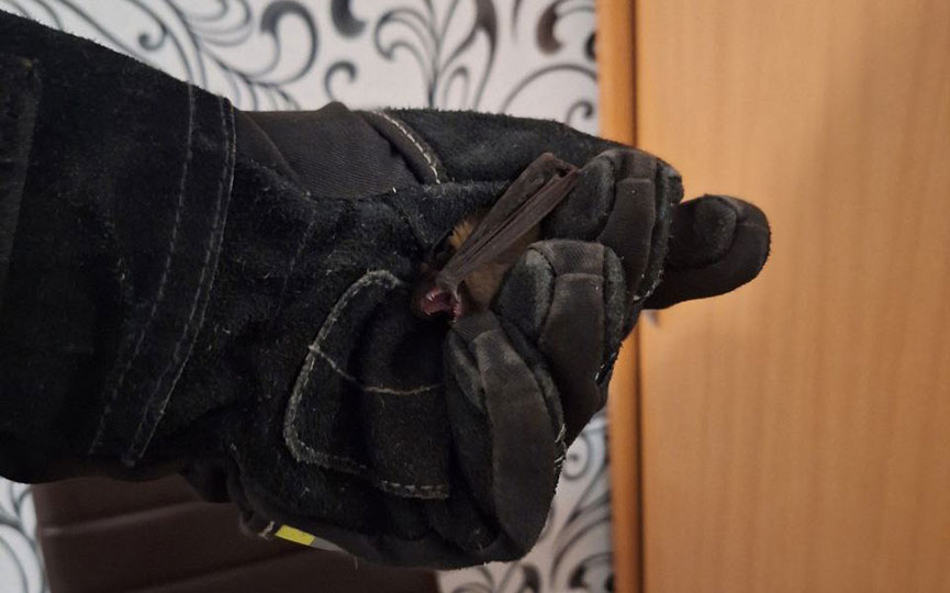 В Барановичах в окно квартиры залетела летучая мышь