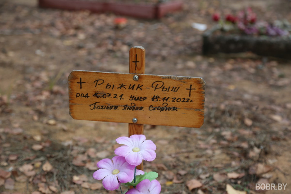 «Чипашка, спасибо за службу». Как выглядит стихийное кладбище домашних животных в Бобруйске