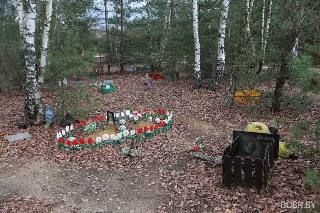 «Чипашка, спасибо за службу». Как выглядит стихийное кладбище домашних животных в Бобруйске