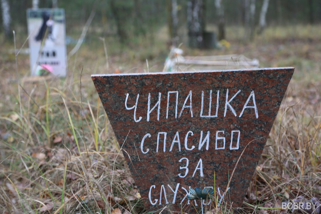 «Чипашка, спасибо за службу». Как выглядит стихийное кладбище домашних животных в Бобруйске