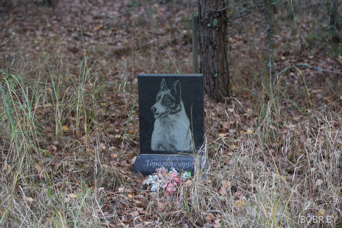 «Чипашка, спасибо за службу». Как выглядит стихийное кладбище домашних животных в Бобруйске