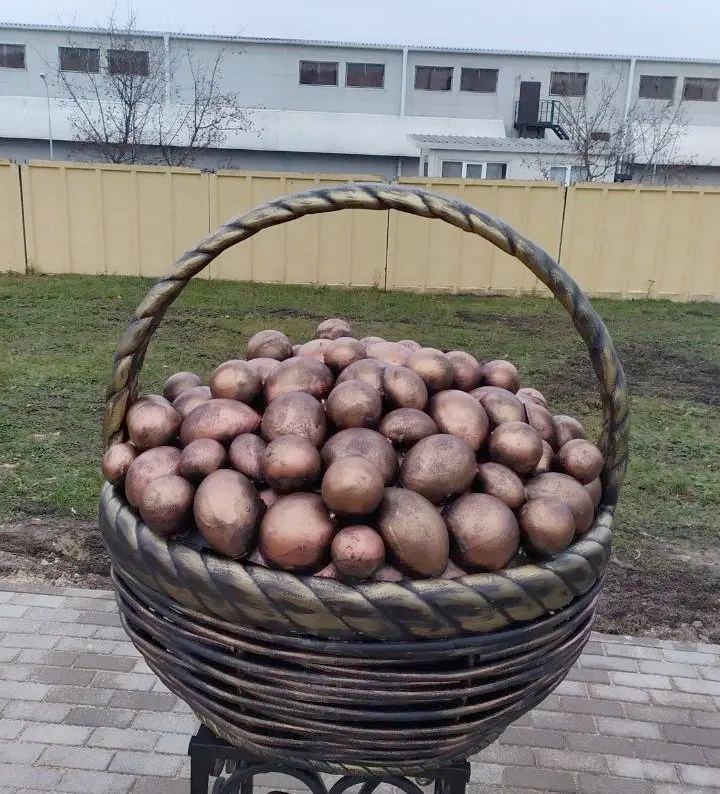 В Бобруйском районе установили памятник картошке