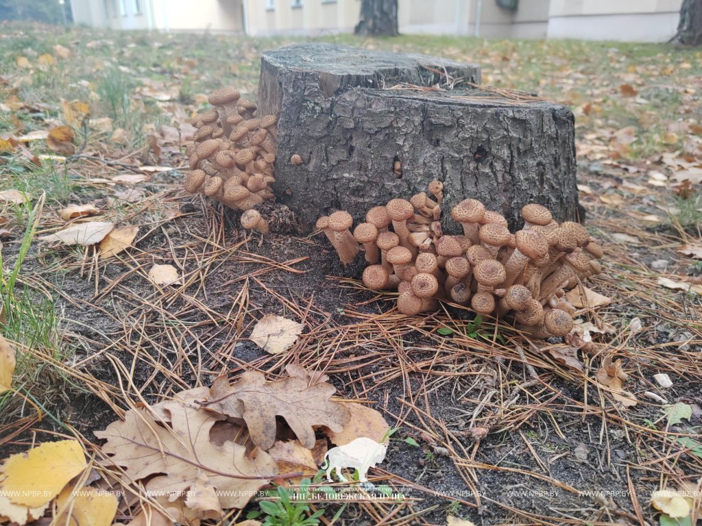 В Беловежской пуще показали, какие грибы можно найти в ноябре