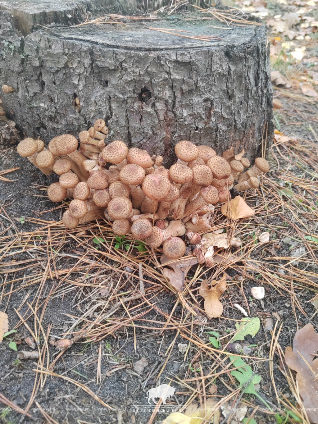 В Беловежской пуще показали, какие грибы можно найти в ноябре