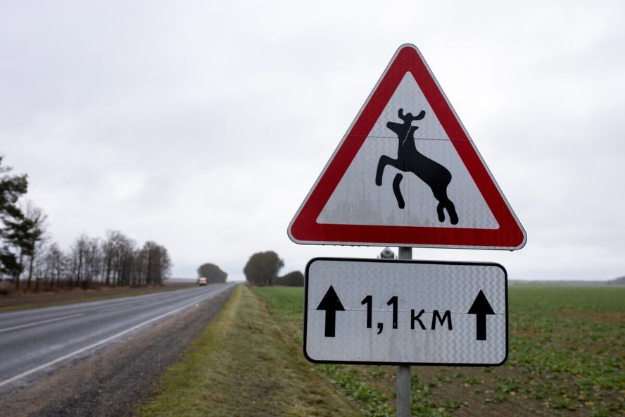 Алгоритм действий при ДТП с дикими животными рассказали в ГАИ