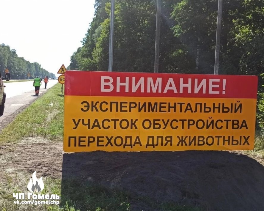 На трассе М6 будет такая же система? В Беларуси тестируют интеллектуальный переход для диких животных