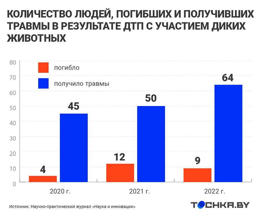 ДТП с дикими животными в Беларуси: на каких дорогах и когда случаются
