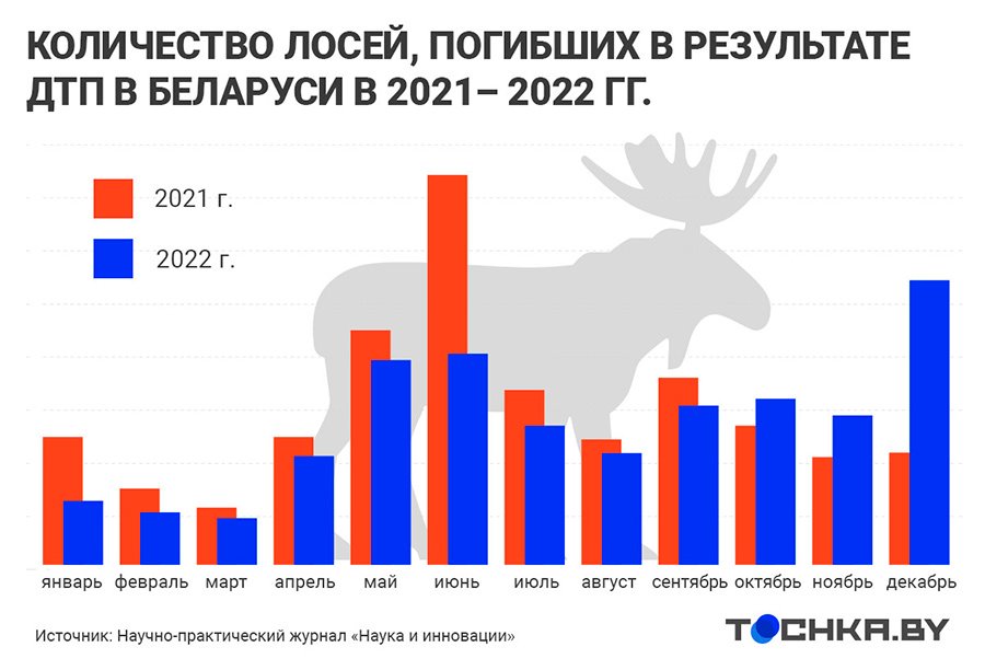 ДТП с дикими животными в Беларуси: на каких дорогах и когда случаются
