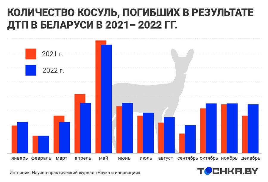 ДТП с дикими животными в Беларуси: на каких дорогах и когда случаются