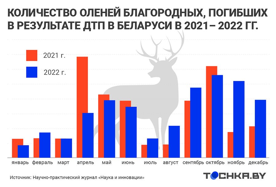 ДТП с дикими животными в Беларуси: на каких дорогах и когда случаются