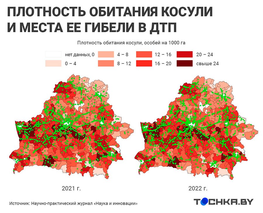 ДТП с дикими животными в Беларуси: на каких дорогах и когда случаются