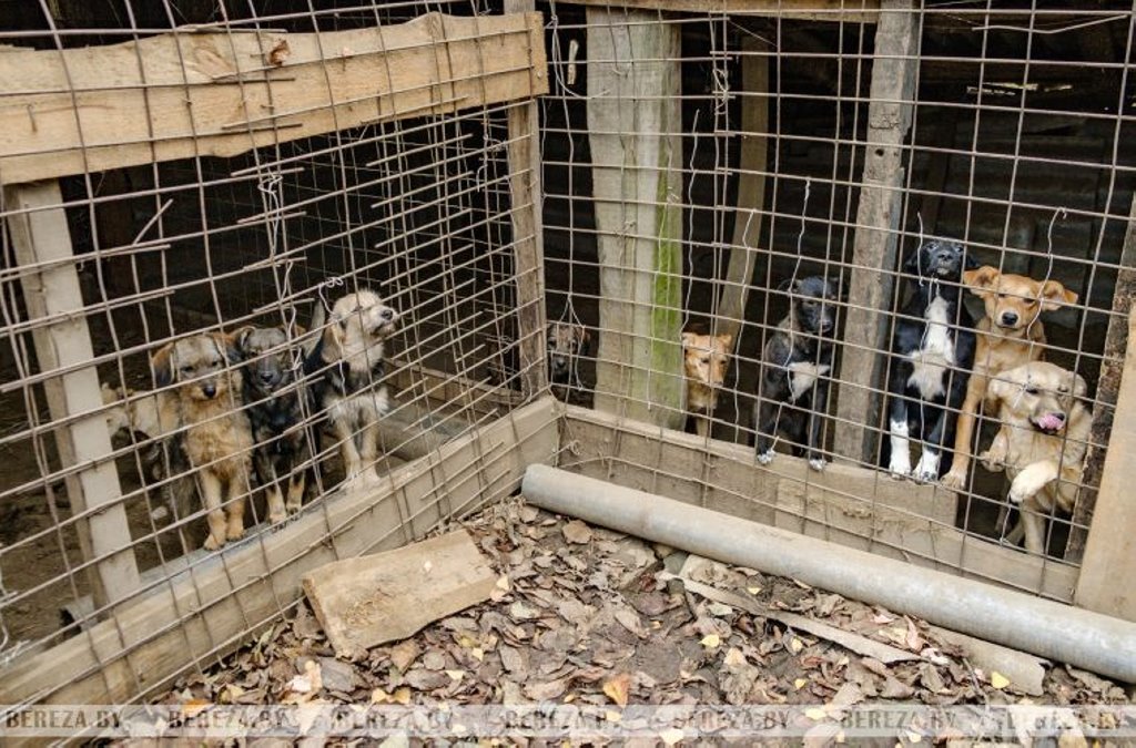 Заложники ситуации: 47 собак стали причиной конфликта между жителями Кабаков (Березовский район)