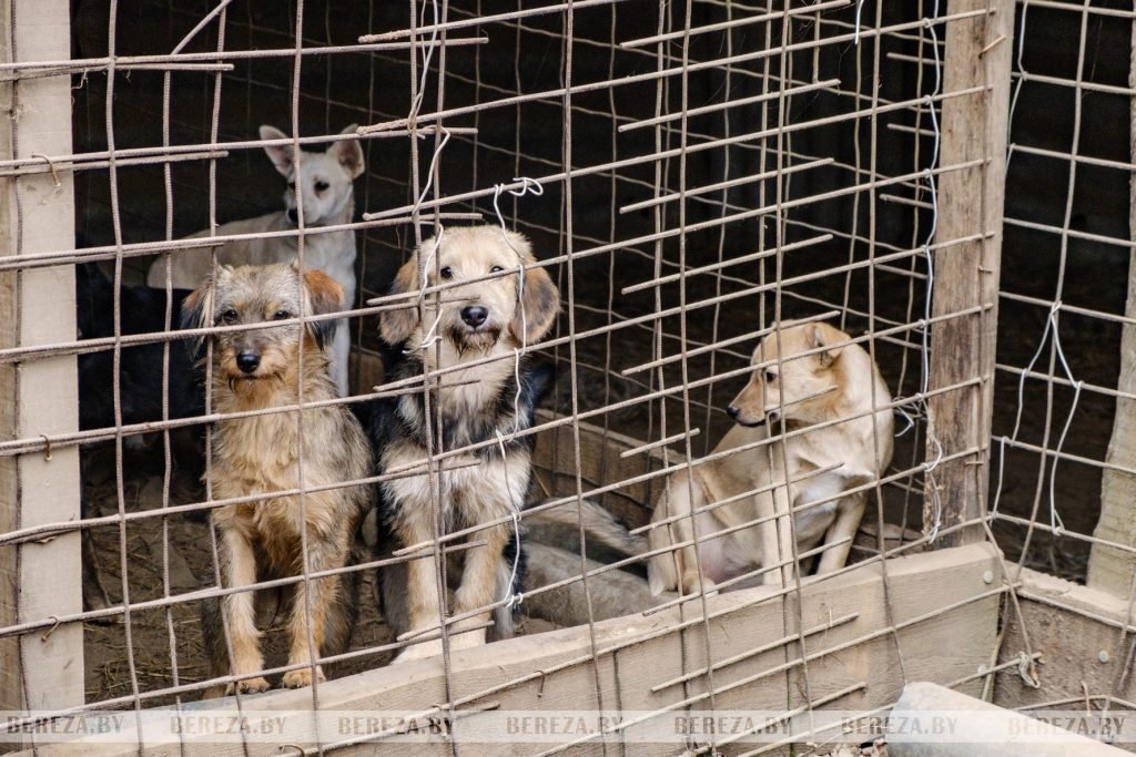 Заложники ситуации: 47 собак стали причиной конфликта между жителями Кабаков (Березовский район)