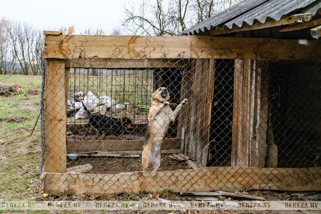 Заложники ситуации: 47 собак стали причиной конфликта между жителями Кабаков (Березовский район)