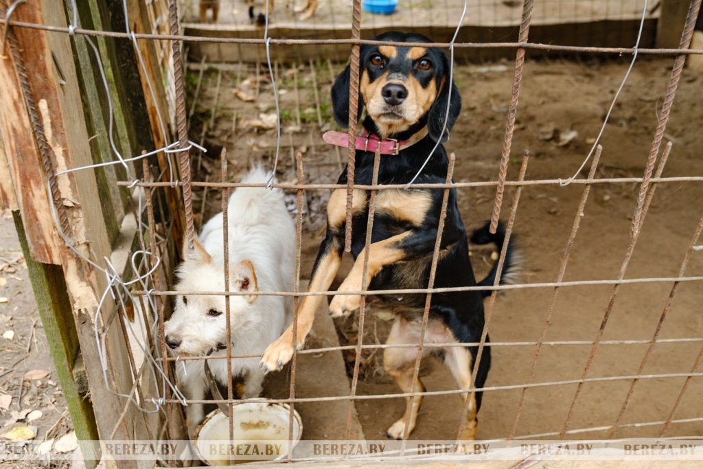 Заложники ситуации: 47 собак стали причиной конфликта между жителями Кабаков (Березовский район)