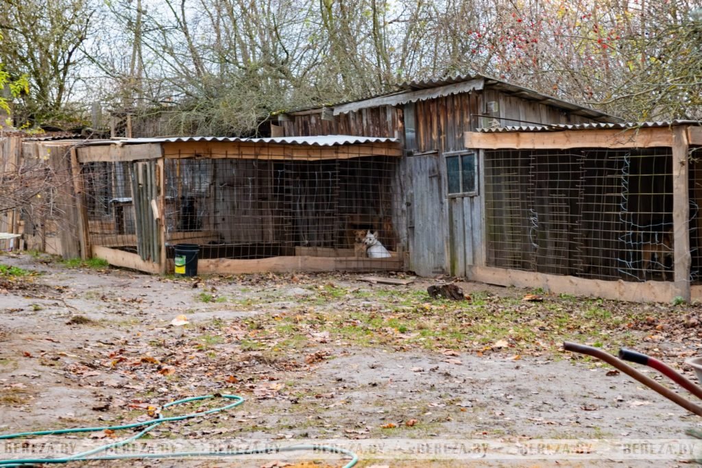 Заложники ситуации: 47 собак стали причиной конфликта между жителями Кабаков (Березовский район)