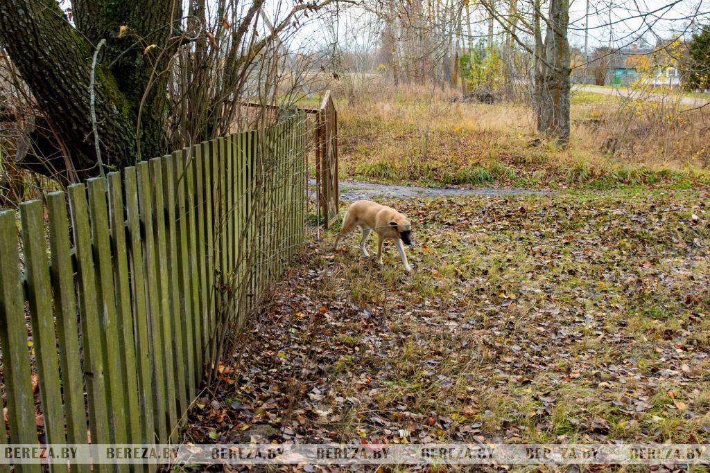 Заложники ситуации: 47 собак стали причиной конфликта между жителями Кабаков (Березовский район)