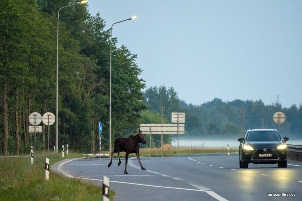 Что делать, если обнаружишь на дороге раненое или погибшее животное? Важно знать
