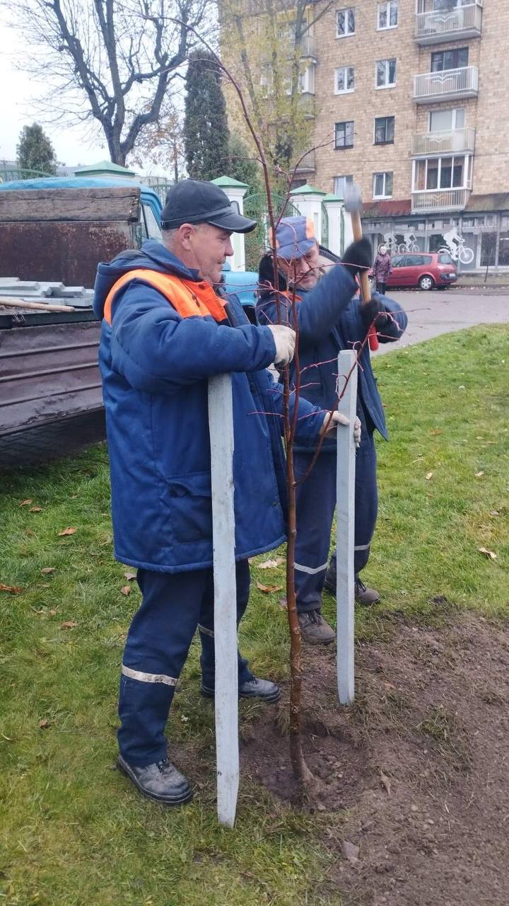 Осеннее озеленение Бреста