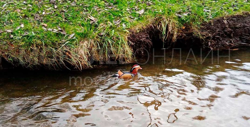 В Беларуси увидели невероятно красивую и редкую утку. Узнали, как она здесь оказалась
