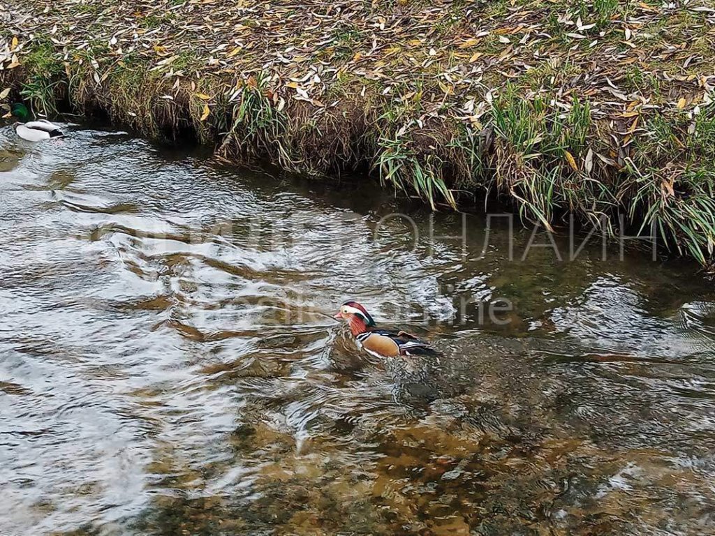 В Беларуси увидели невероятно красивую и редкую утку. Узнали, как она здесь оказалась