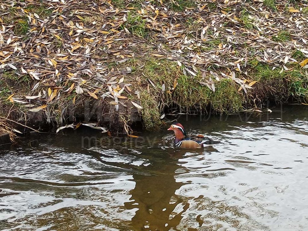 В Беларуси увидели невероятно красивую и редкую утку. Узнали, как она здесь оказалась