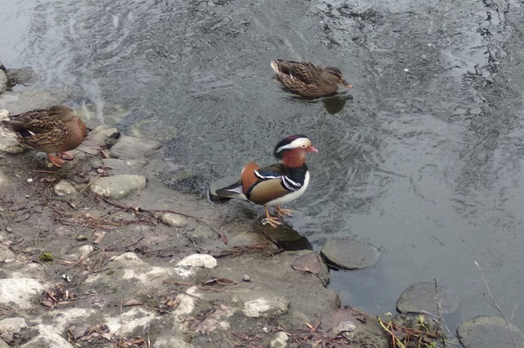 В Беларуси увидели невероятно красивую и редкую утку. Узнали, как она здесь оказалась