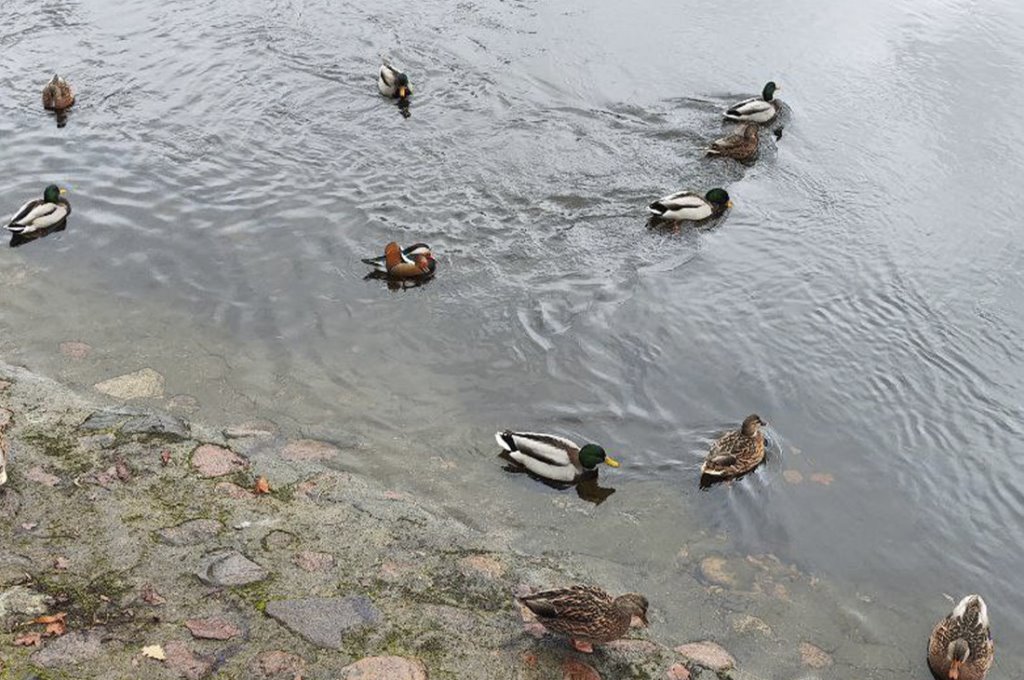 В Беларуси увидели невероятно красивую и редкую утку. Узнали, как она здесь оказалась