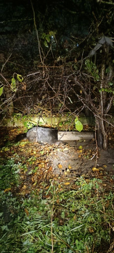 Брестские спасатели помогли собаке, которая застряла в трубе