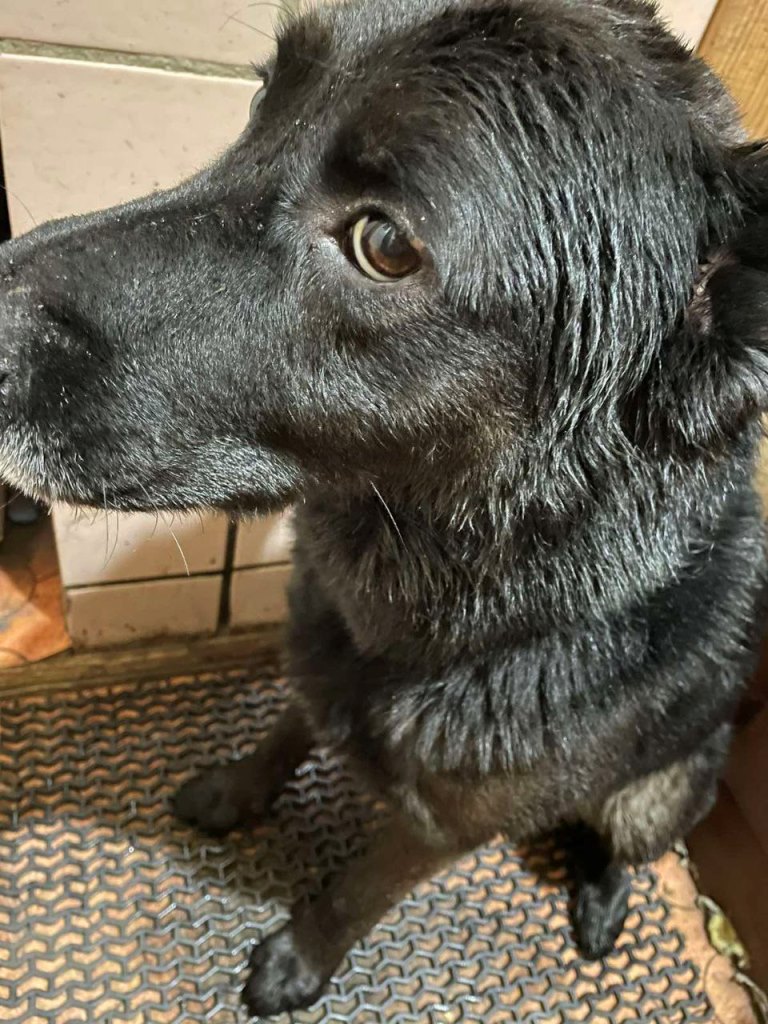 Брестские спасатели помогли собаке, которая застряла в трубе