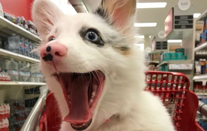 В милиции рассказали, что грозит за выгул собак без намордника