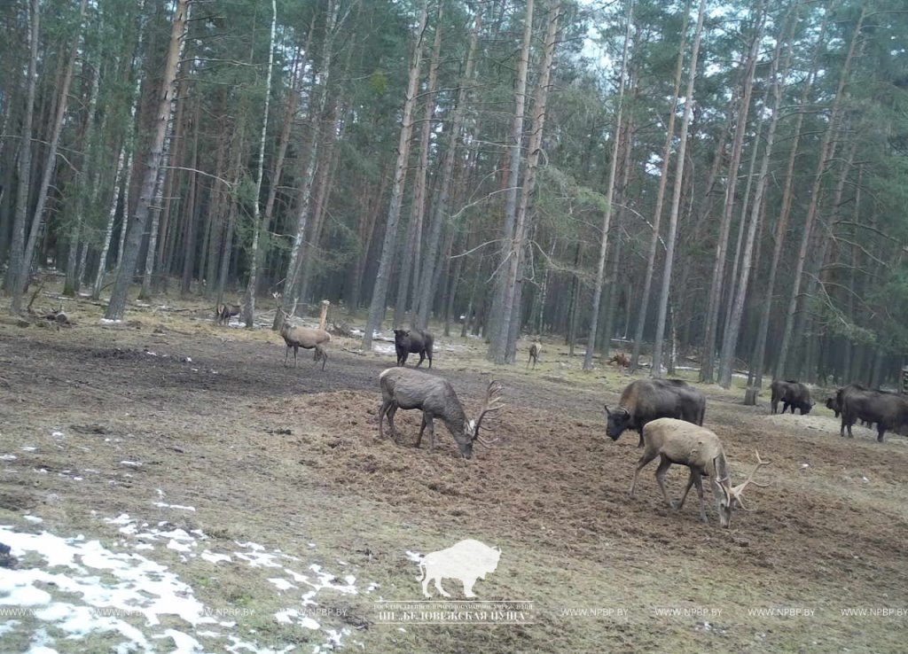 Зимнюю подкормку диких животных начали в Беловежской пуще