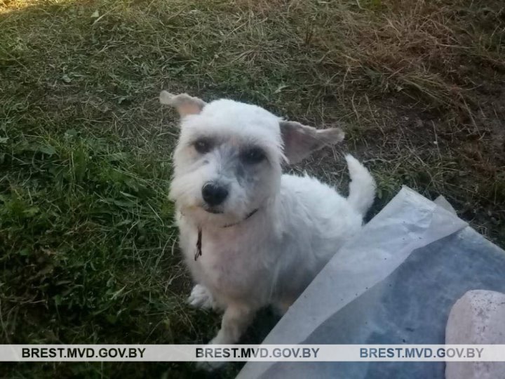 Жительница Барановичей похитила собаку знакомой