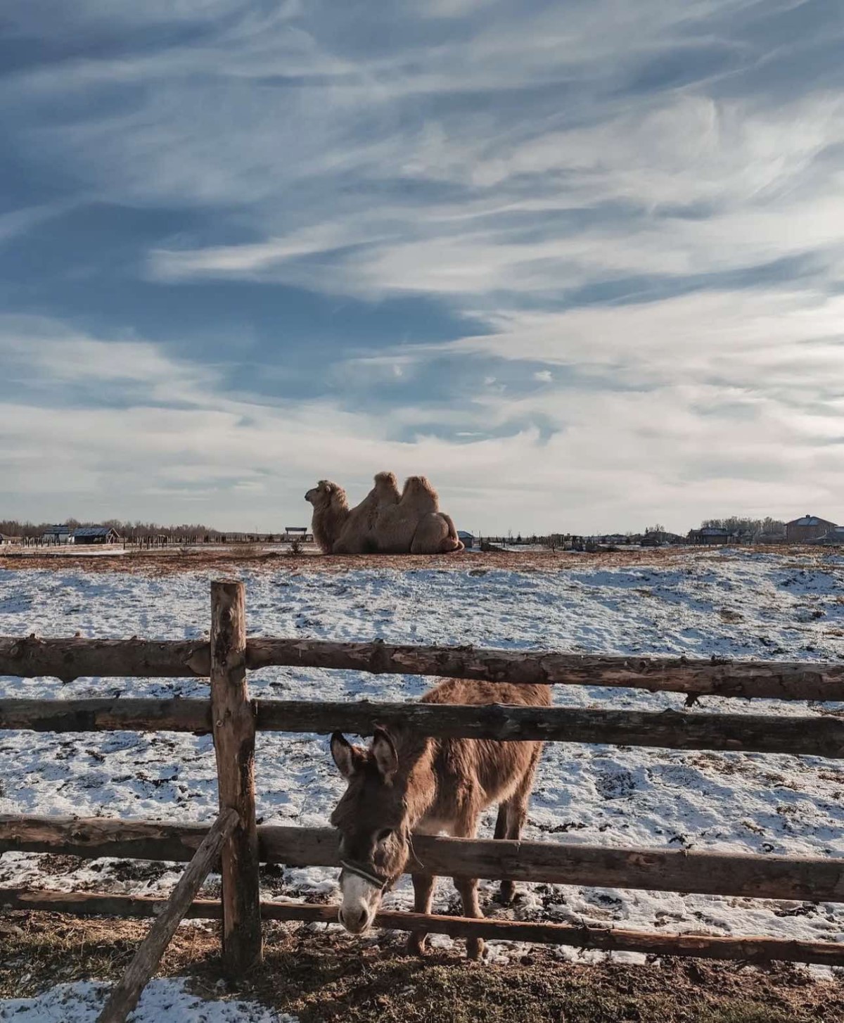 Парк животных приглашает на новогоднюю сказку «По ту сторону зеркала»