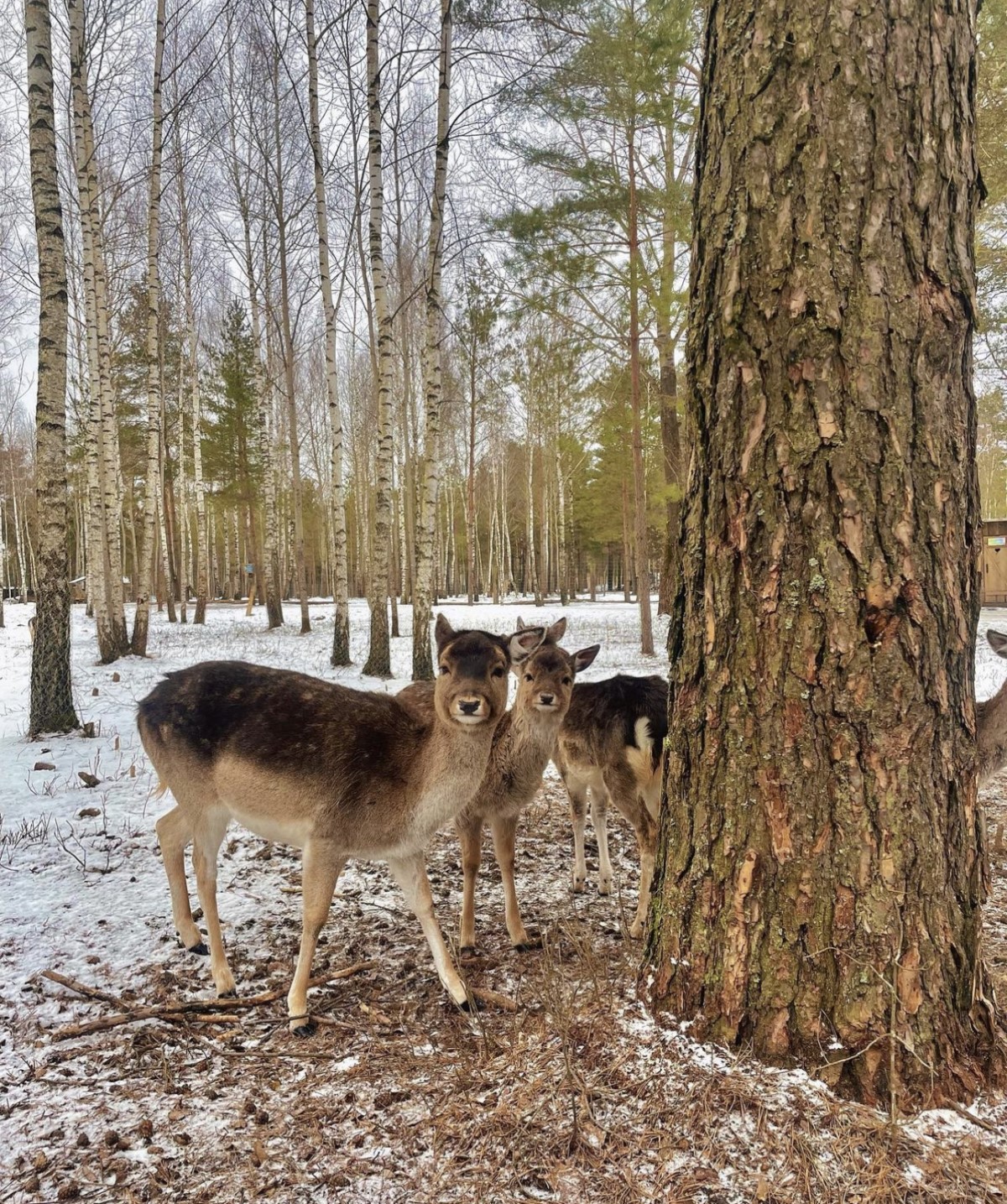 Парк животных приглашает на новогоднюю сказку «По ту сторону зеркала»