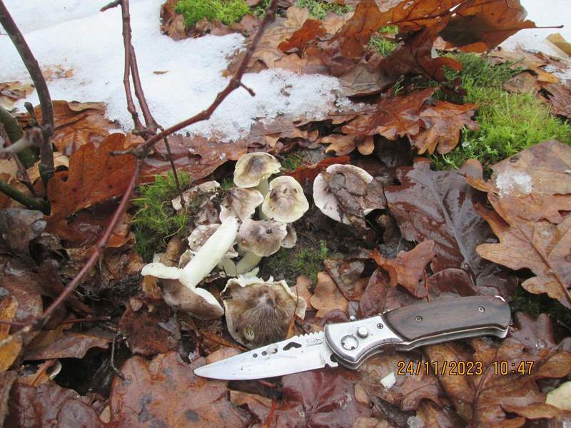 За окном снег, а белорусы еще умудряются собирать ведрами грибы и хвастаться трофеями