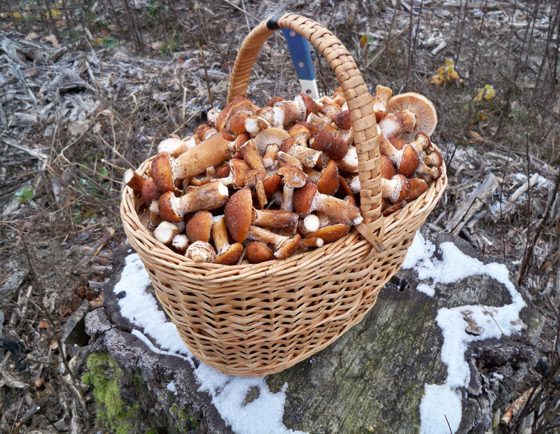 За окном снег, а белорусы еще умудряются собирать ведрами грибы и хвастаться трофеями