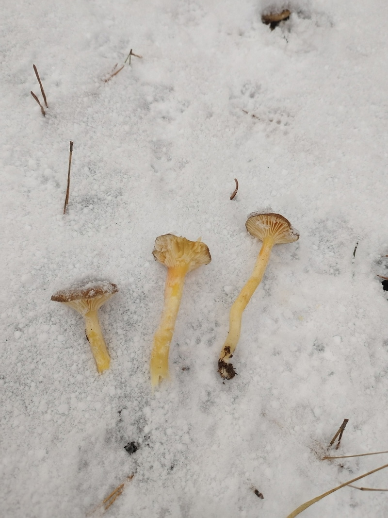 За окном снег, а белорусы еще умудряются собирать ведрами грибы и хвастаться трофеями