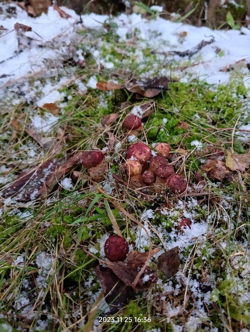 За окном снег, а белорусы еще умудряются собирать ведрами грибы и хвастаться трофеями