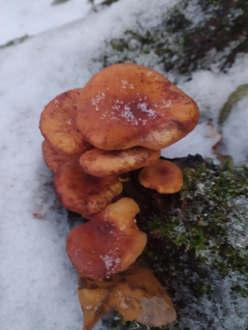 За окном снег, а белорусы еще умудряются собирать ведрами грибы и хвастаться трофеями