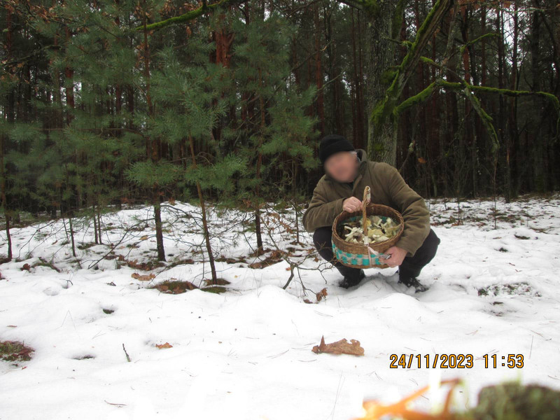 За окном снег, а белорусы еще умудряются собирать ведрами грибы и хвастаться трофеями