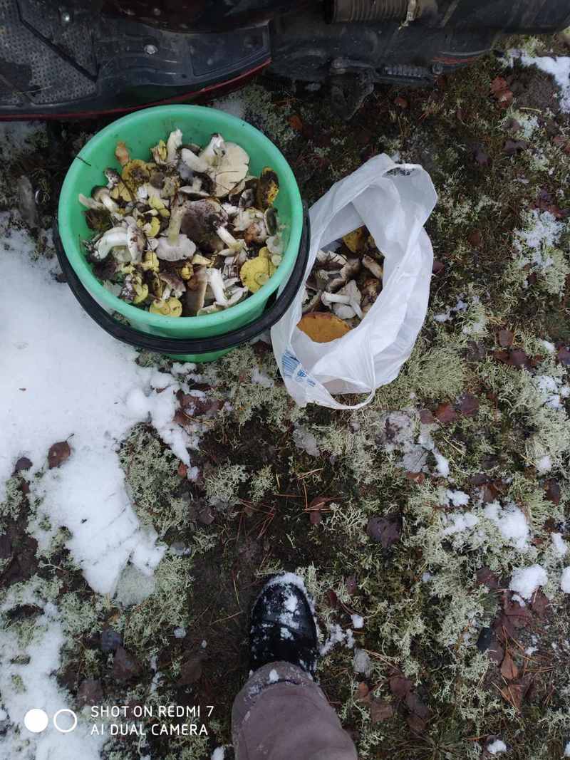 За окном снег, а белорусы еще умудряются собирать ведрами грибы и хвастаться трофеями