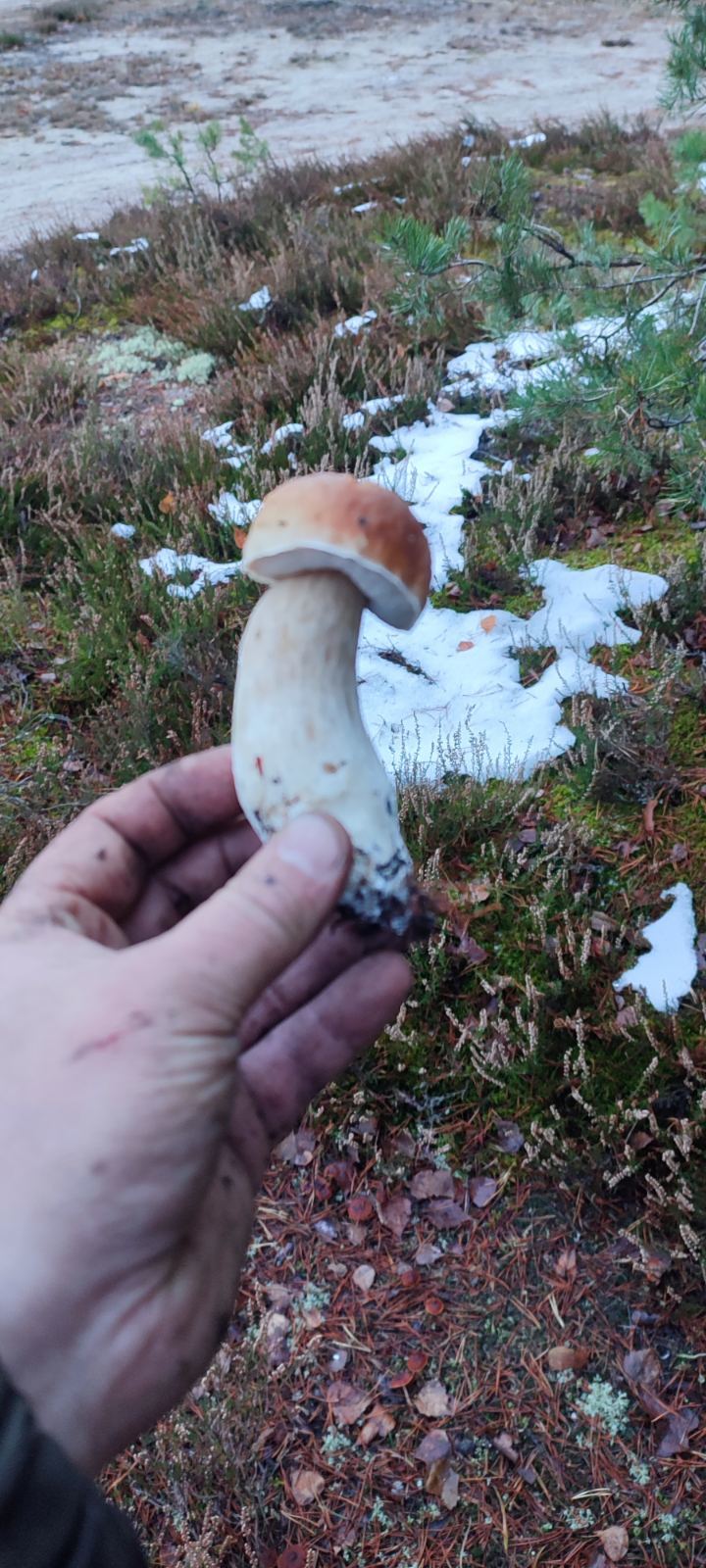 За окном снег, а белорусы еще умудряются собирать ведрами грибы и хвастаться трофеями